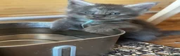 Maine Coon gatti in vendita: Cuccioli blue e blue tabby - Annuncio 7