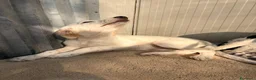 Setter Inglese cani in regalo: TENERISSIMA MIX SETTERINA - Annuncio 4