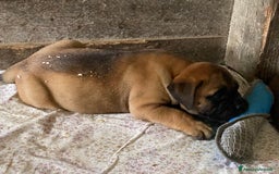 Bullmastiff cani in vendita: Cuccioli Bullmastiff  - Immagine 17
