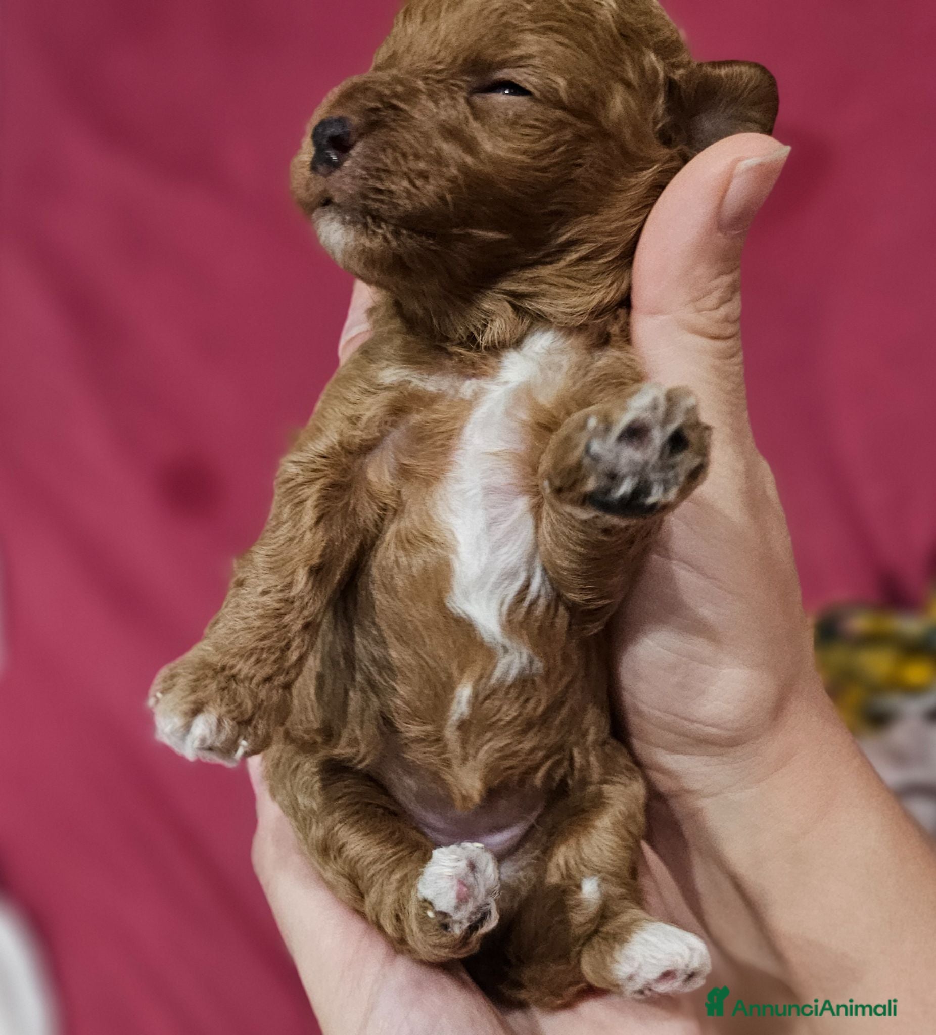 Barboncino Toy cani Barboncini toy red disponibili - Annuncio 4
