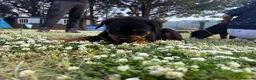 Rottweiler cani in vendita: Cuccioli di rottweiler  - Annuncio 4