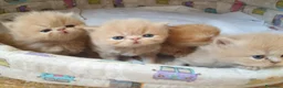 Persiano gatti in vendita: gattini persiani - Annuncio 3