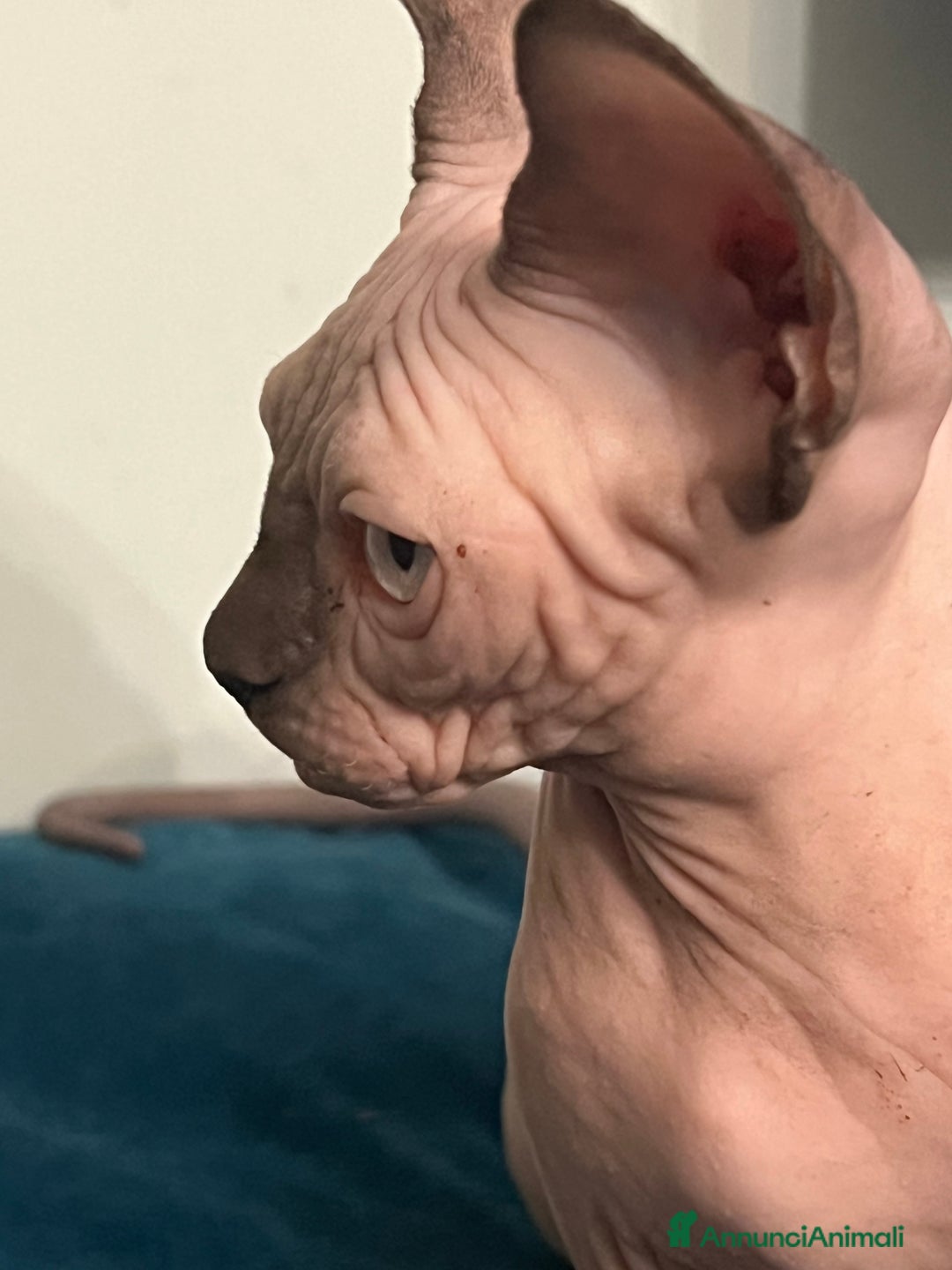 Sphynx gatti in vendita: Sphynx  a Città metropolitana di Roma Capitale - Annuncio 4