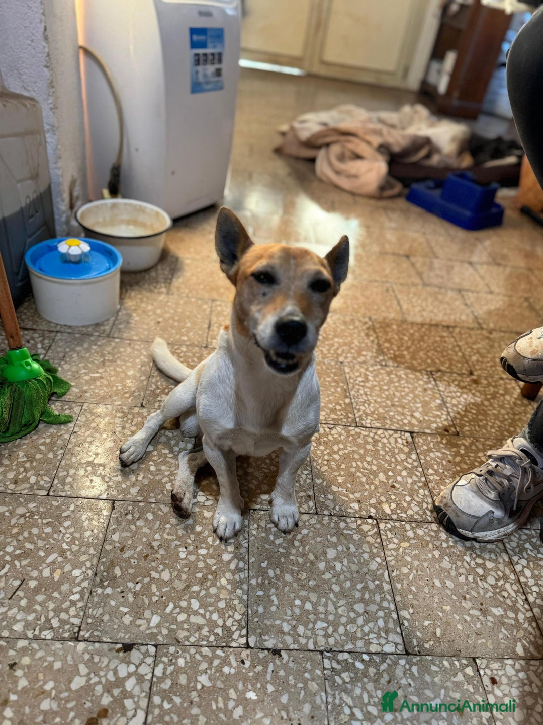 Altre razze cani in regalo: jack 5 anni - Annuncio 3