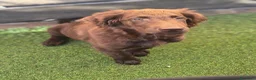 Flat Coated cani in vendita: Cuccioli flat coated retriever  - Annuncio 12