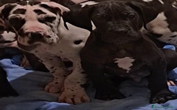 Alano cani in vendita: Alano arlecchino a Provincia di Cremona - Immagine 1