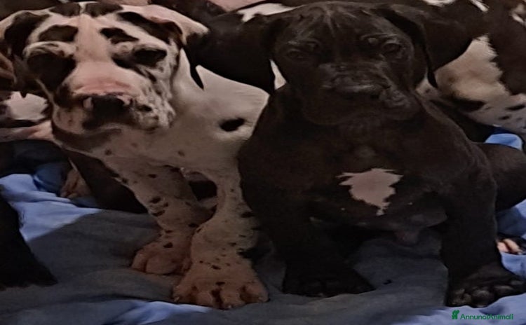 Alano cani a Provincia di Cremona - Annuncio 1
