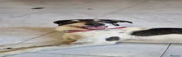 Meticcio cani in regalo: MIRIAL 🩷 - taglia contenuta, buonissima e dolce. a Provincia di Pavia - Annuncio 4
