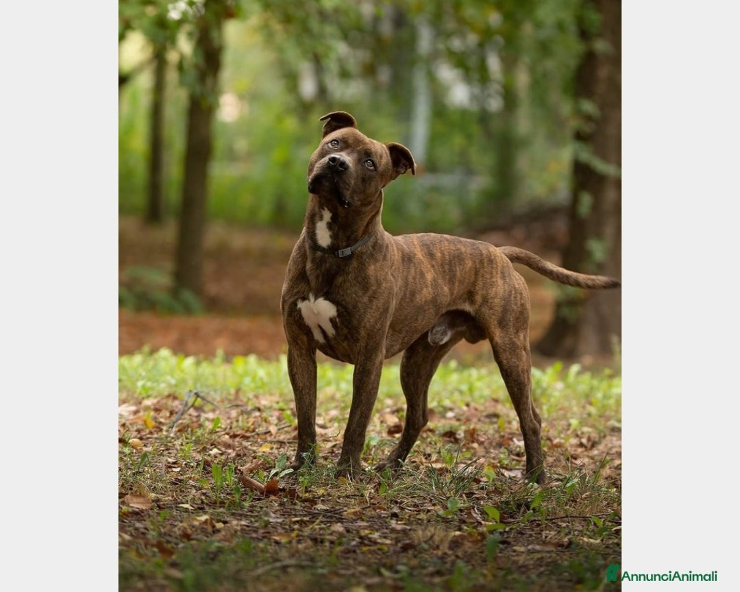 Pitbull cani in regalo: Pitbull giovane soffre la solitudine in boxPARMA a Parma - Immagine 1
