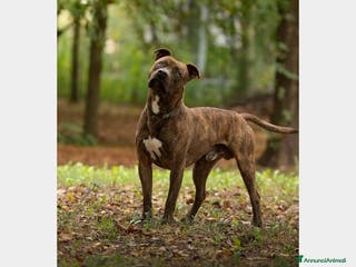 Pitbull cani Pitbull giovane soffre la solitudine in boxPARMA a Parma - Annuncio 25