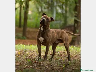 Pitbull cani Pitbull giovane soffre la solitudine in boxPARMA a Parma - Annuncio 32