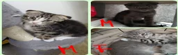 Scottish gatti in vendita: Cuccioli scottish fold  a Provincia di Forlì-Cesena - Annuncio 18