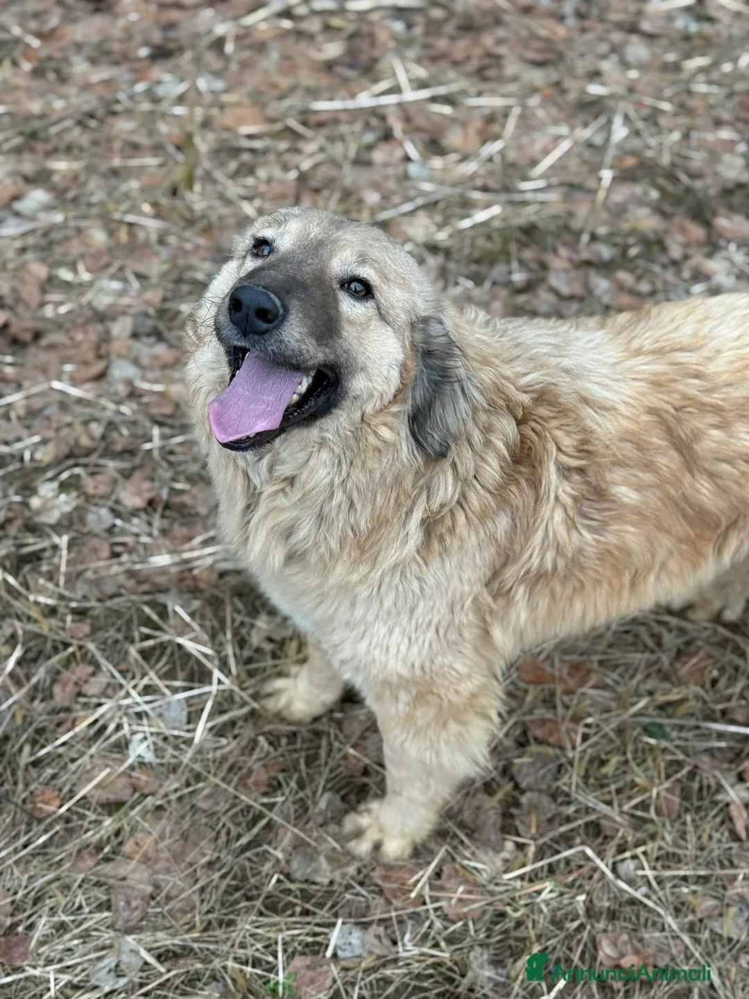 Meticcio cani in regalo: PETRA & PARSIFAL, fratellini pelosoni - Annuncio 1