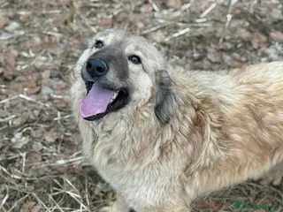 Meticcio cani PETRA & PARSIFAL, fratellini pelosoni - Annuncio 18