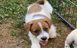 Jack Russell cani in vendita: Jack Russell pelo ruvido due mesi maschio a Città metropolitana di Milano - Immagine 2
