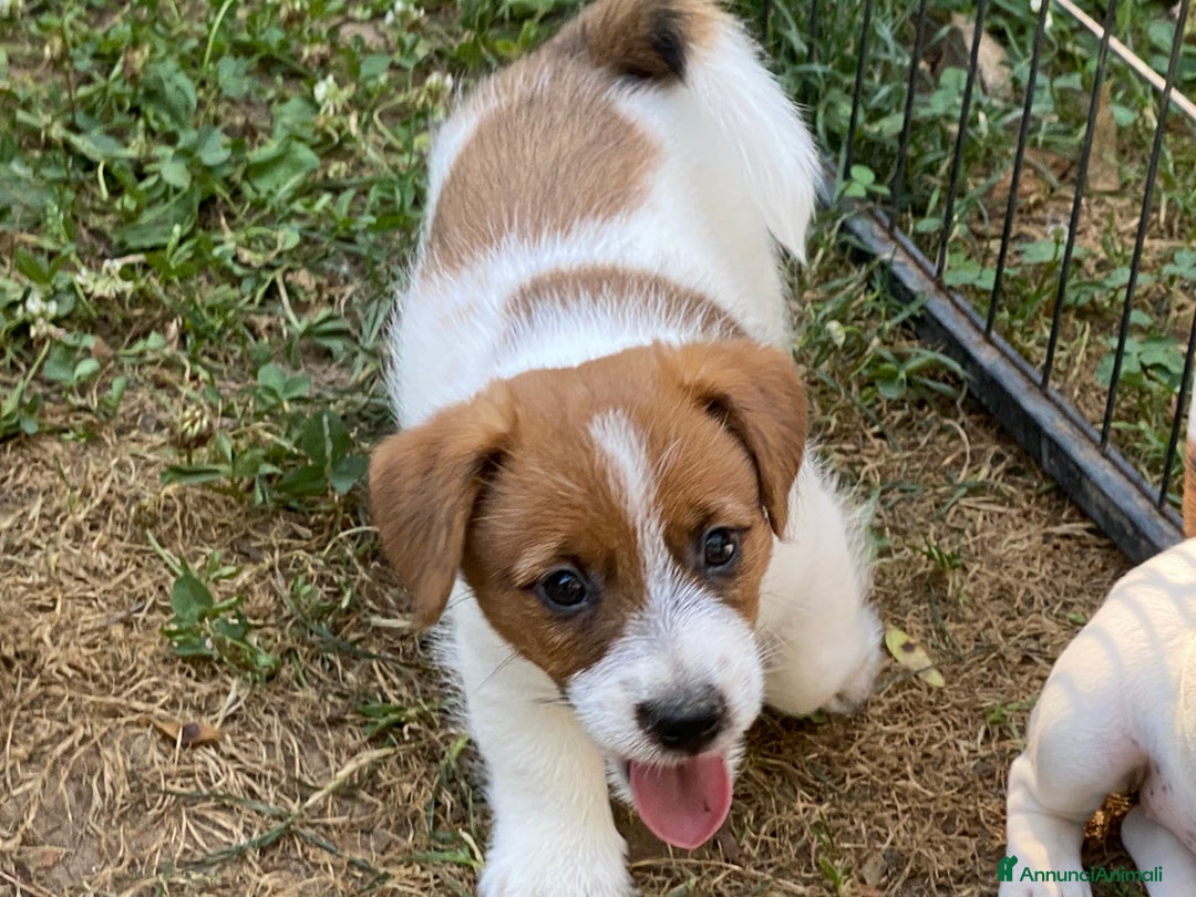 Jack Russell cani in vendita: Jack Russell pelo ruvido due mesi maschio a Città metropolitana di Milano - Immagine 2