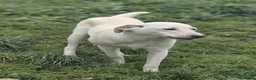 Meticcio cani in regalo: UNA MAMMA PER MARLEY  a Provincia di Varese - Annuncio 3
