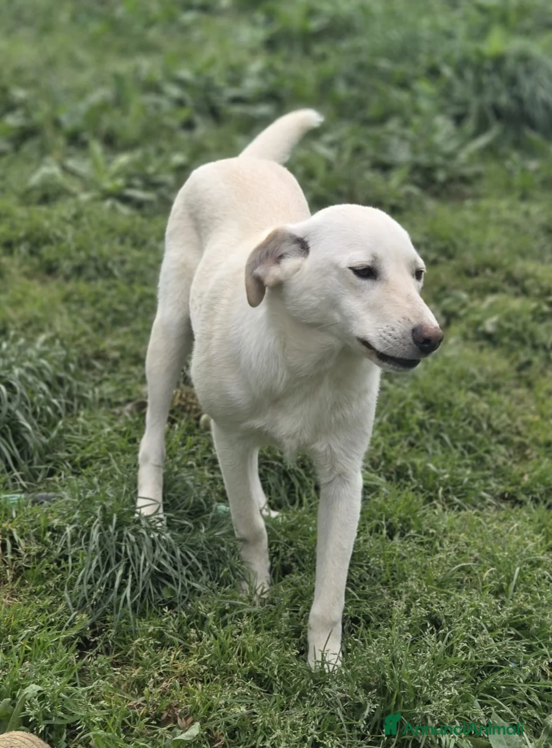Meticcio cani in regalo: UNA MAMMA PER MARLEY  a Provincia di Varese - Annuncio 3
