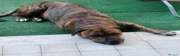 Meticcio cani in regalo: AZLAN mix cane corso 4 anni cerca casa in adozione - Annuncio 2