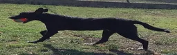 Meticcio cani in regalo: GALILEO buono e simpatico a Città Metropolitana di Firenze - Annuncio 2