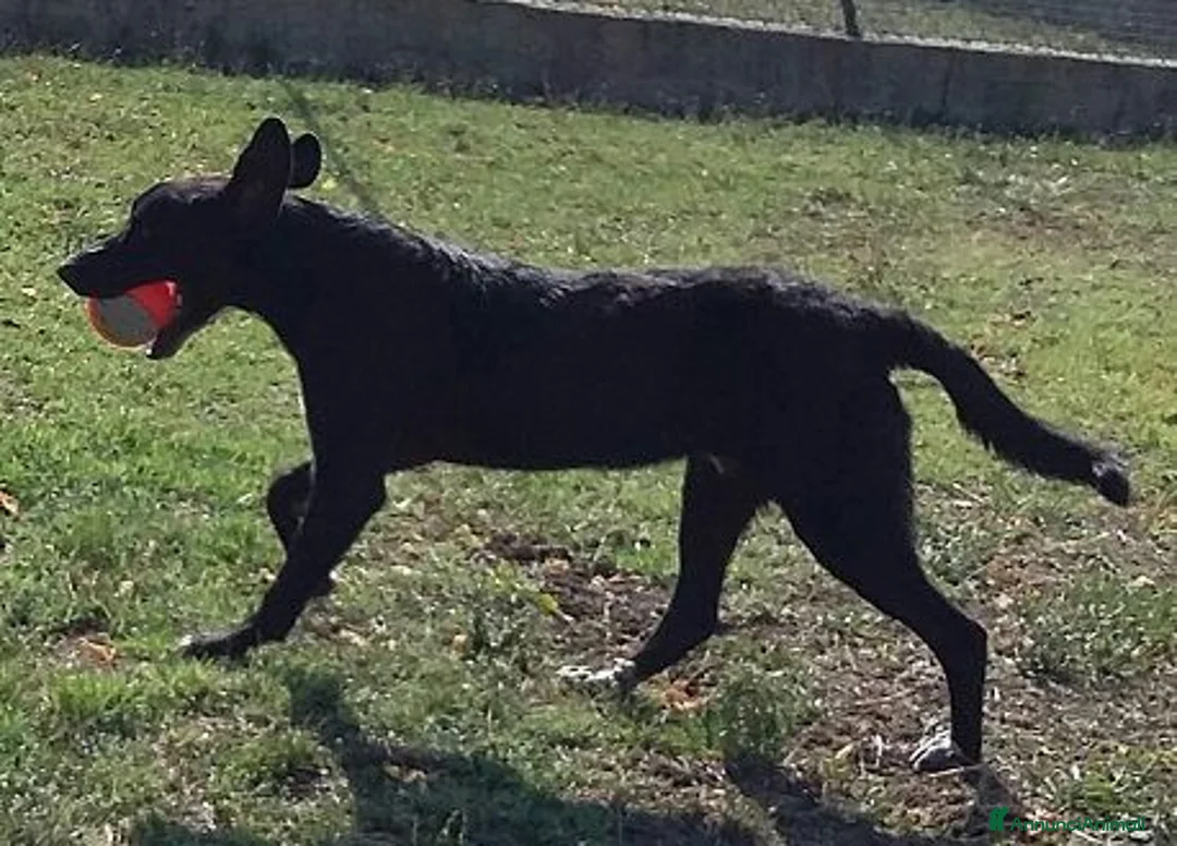 Meticcio cani in regalo: GALILEO buono e simpatico a Città Metropolitana di Firenze - Annuncio 2