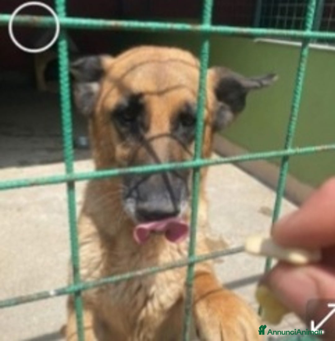 Pastore Tedesco cani in regalo: Pastore Tedesco femmina 8anni aspetta da anni.NAPO a Città metropolitana di Milano - Annuncio 2