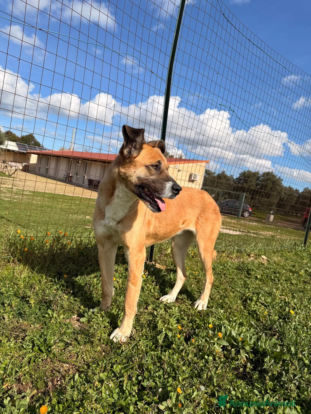 Meticcio cani in regalo: Pita fuori dal box - Annuncio 3