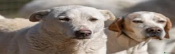 Meticcio cani in regalo: Pepe: dolce e socievole con tutti  - Annuncio 3