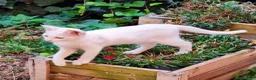 Meticcio gatti in regalo: Gattino di TRE mesi svezzato CERCA CASA - Annuncio 2