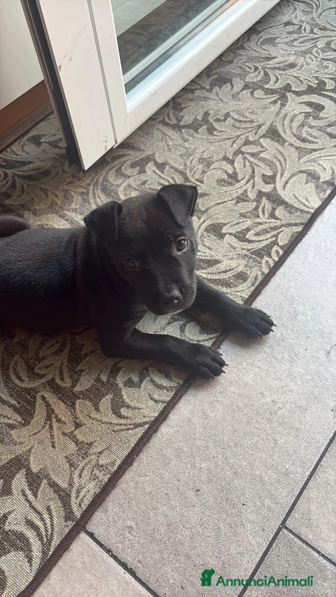 Meticcio cani in vendita: Animale  a Città metropolitana di Milano - Annuncio 2
