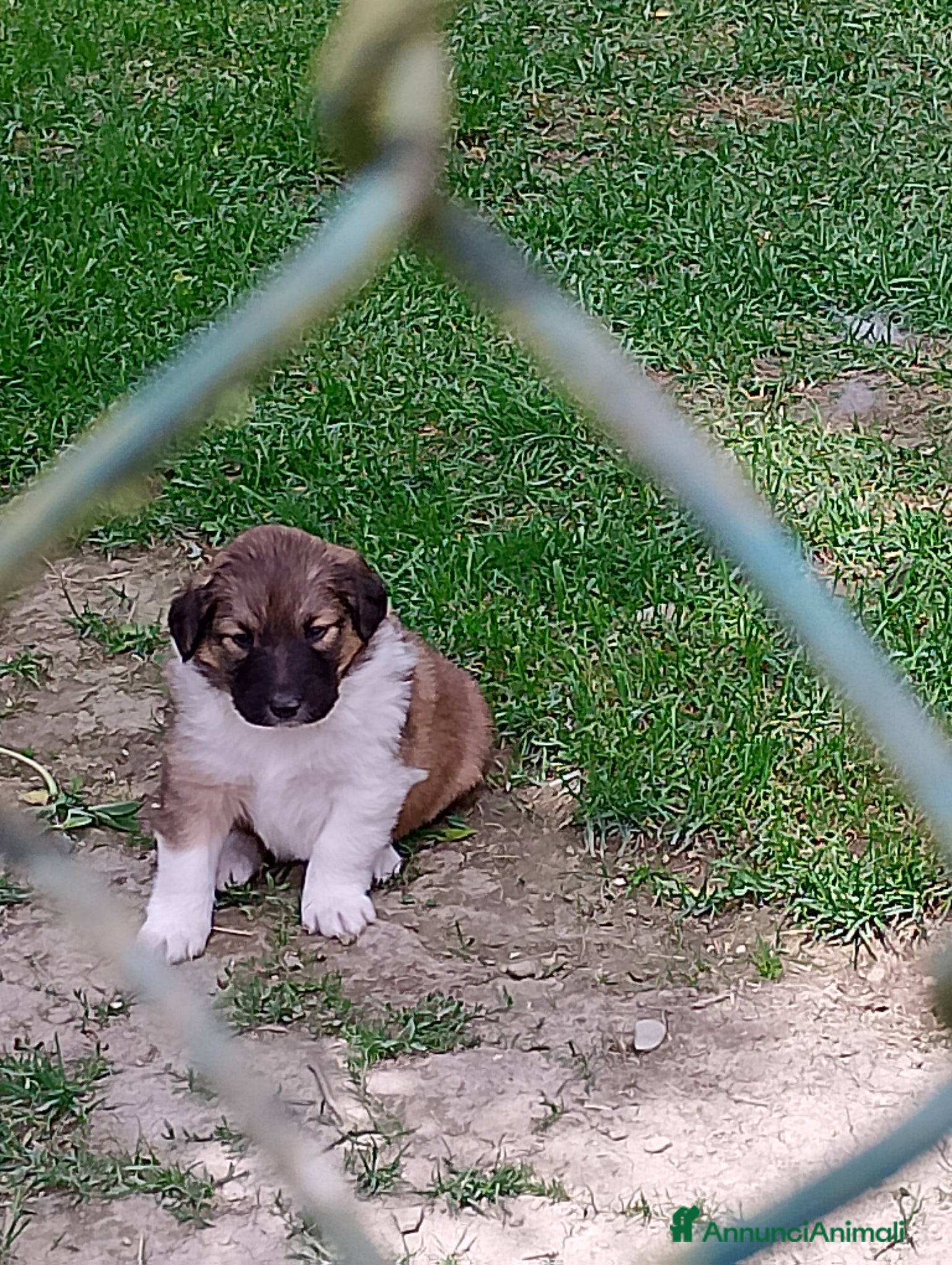 Meticcio cani in regalo: Regalo cuccioli  a Provincia di Alessandria - Annuncio 1