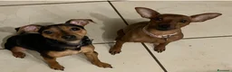 Pinscher Miniatura cani in vendita: Cuccioli di Pinscher  - Annuncio 4