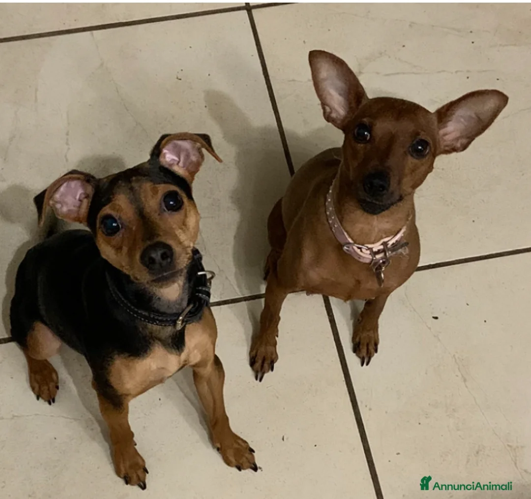 Pinscher Miniatura cani in vendita: Cuccioli di Pinscher  - Annuncio 4