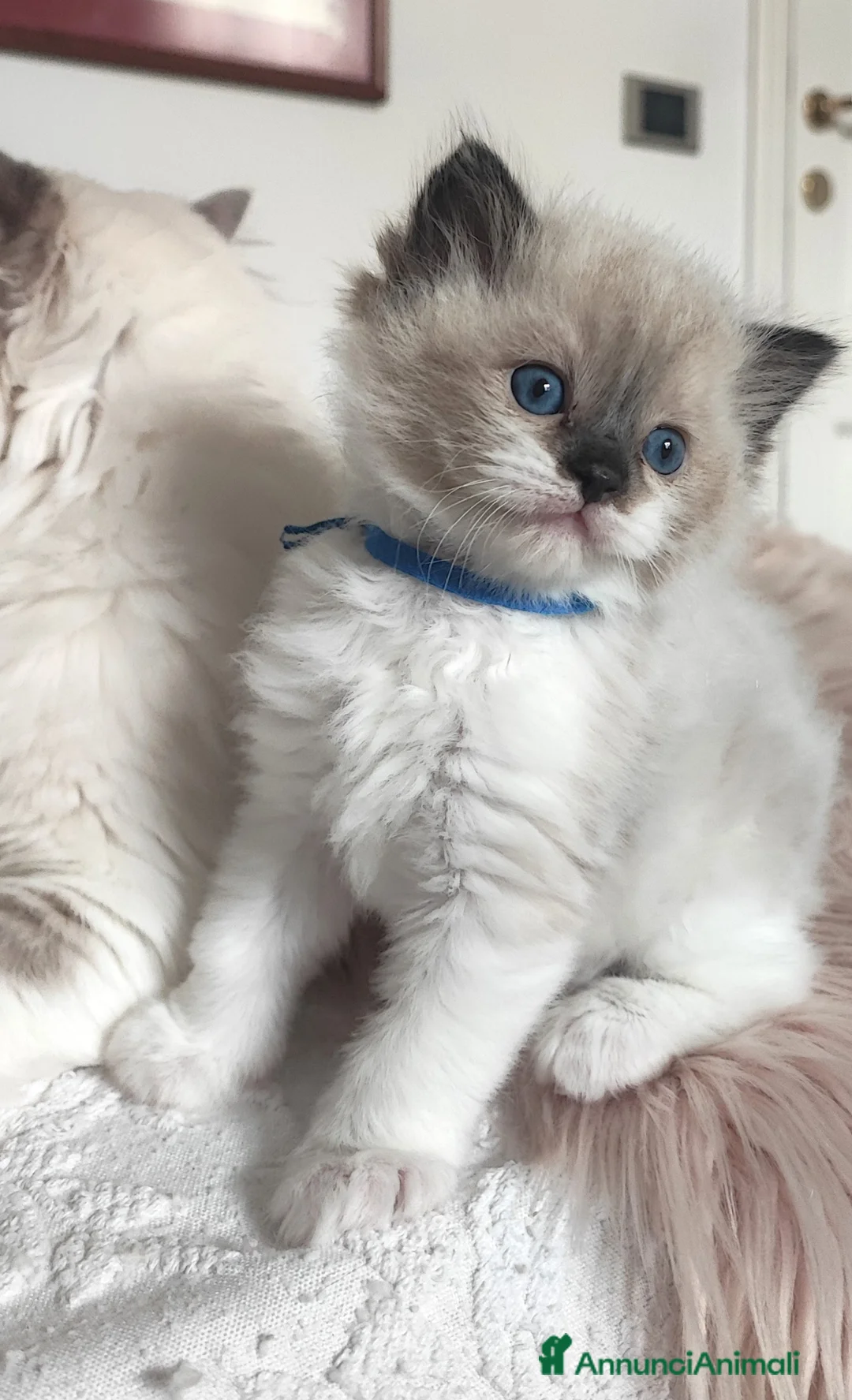 Ragdoll gatti in vendita: stupendo cucciolo ragdoll con pedigree ministerial - Annuncio 2