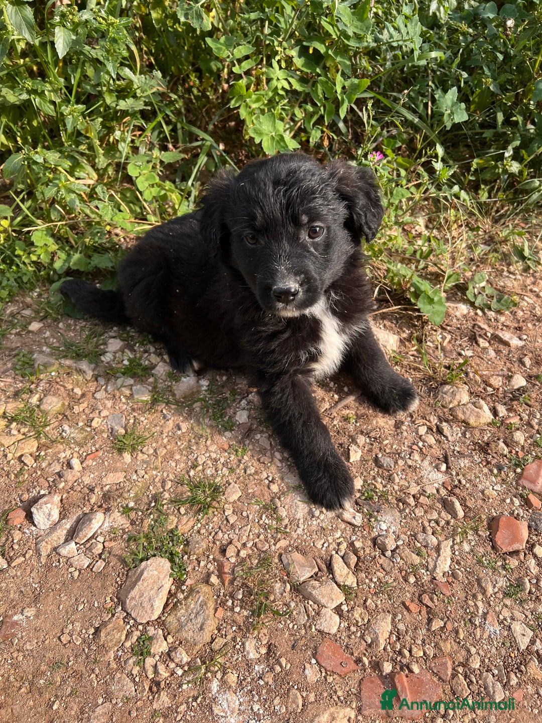 Meticcio cani in regalo: IN REGALO!!!!! - Annuncio 4