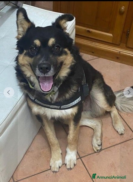 Meticcio cani Pastorino 18mesi L HANNO ISOLATO DA CASA! MANTOVA a Città metropolitana di Milano - Annuncio 34
