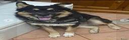 Meticcio cani in regalo: Pastorino 18mesi L HANNO ISOLATO DA CASA! MANTOVA a Città metropolitana di Milano - Annuncio 1