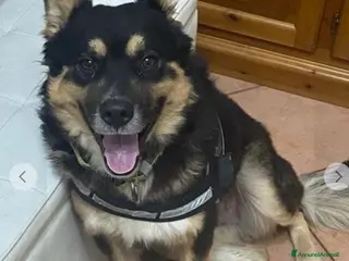 Meticcio cani Pastorino 18mesi L HANNO ISOLATO DA CASA! MANTOVA a Città metropolitana di Milano - Annuncio 31
