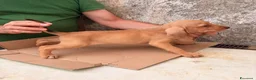 Segugio dell'Appennino cani in vendita: Vendo cuccioli di Segugio dell’Appenino puri - Annuncio 4