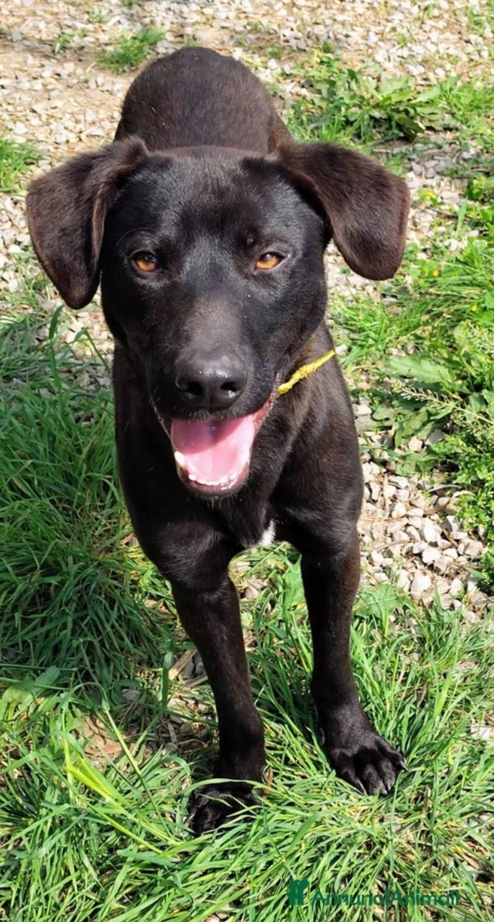 Meticcio cani Ciccio - Annuncio 36