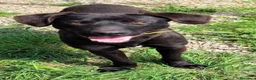 Meticcio cani in regalo: Ciccio - Annuncio 1