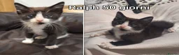 Europeo gatti in regalo: TANTI MICINI SOLI! a Provincia di Vicenza - Annuncio 6