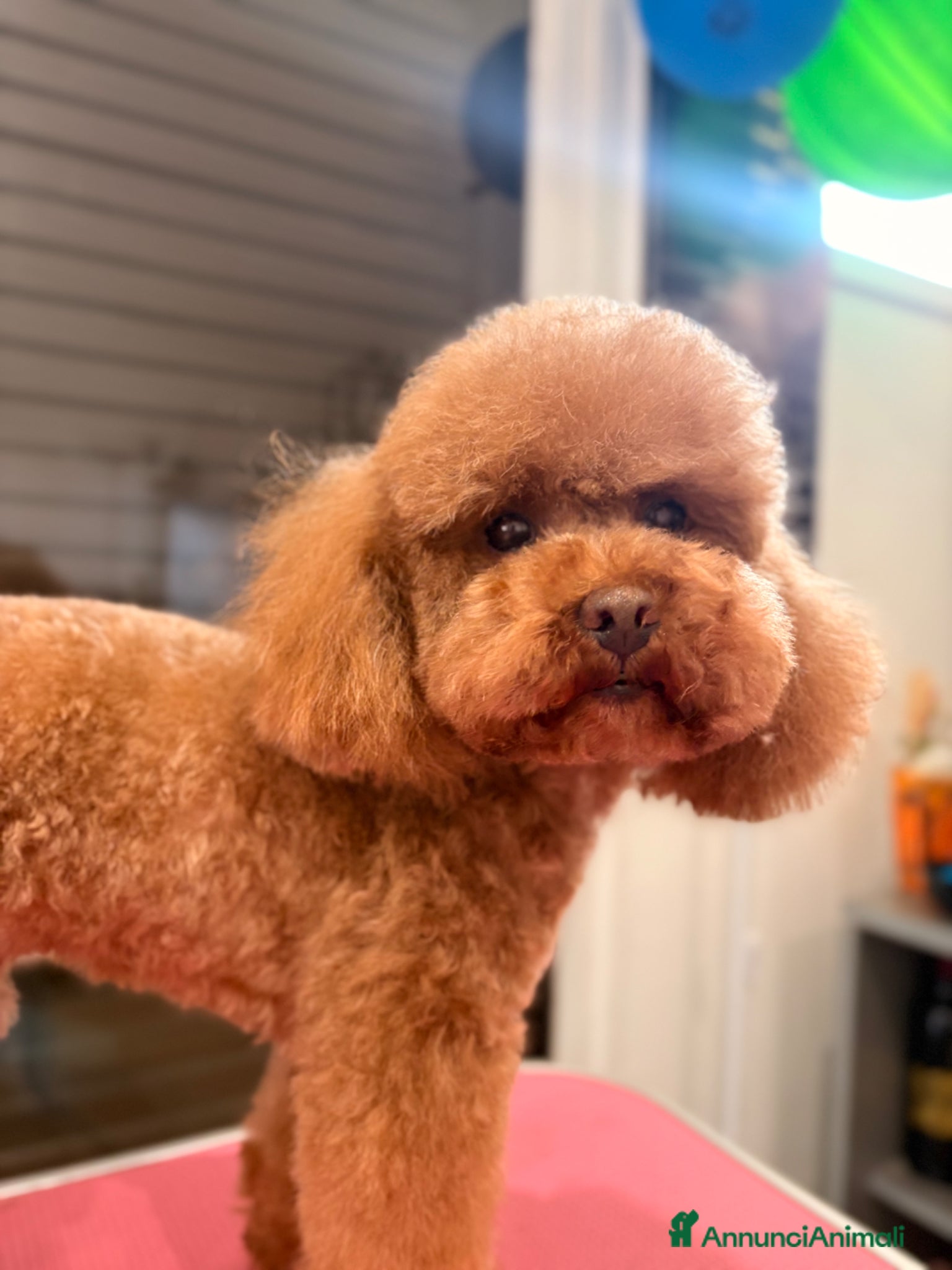 Barboncino Toy cani per accoppiamento: Barboncino Toy disponibile per monta  - Annuncio 5