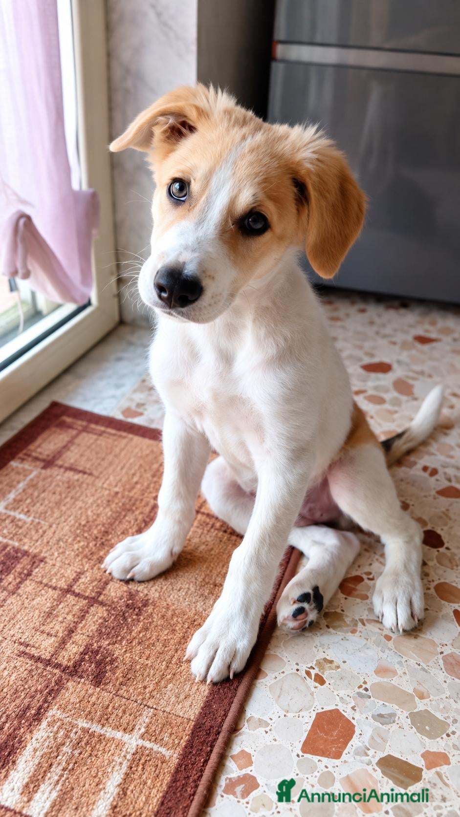 Meticcio cani Scott, taglia media! (4mesi) - Annuncio 8