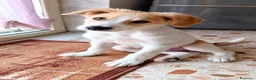 Meticcio cani in regalo: Scott, taglia media! (4mesi) - Annuncio 1