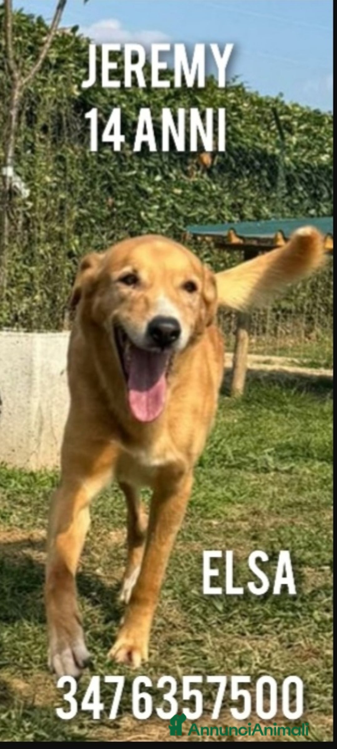 Meticcio cani in regalo: Jeremy 14anni ma in forma, stallo finito.BERGAMO  a Città metropolitana di Milano - Annuncio 1
