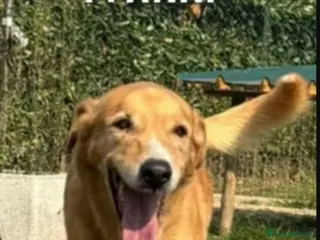 Meticcio cani Jeremy 14anni ma in forma, stallo finito.BERGAMO - Annuncio 23