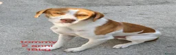 Meticcio cani in regalo: Cagnolini di taglia media  - Annuncio 1