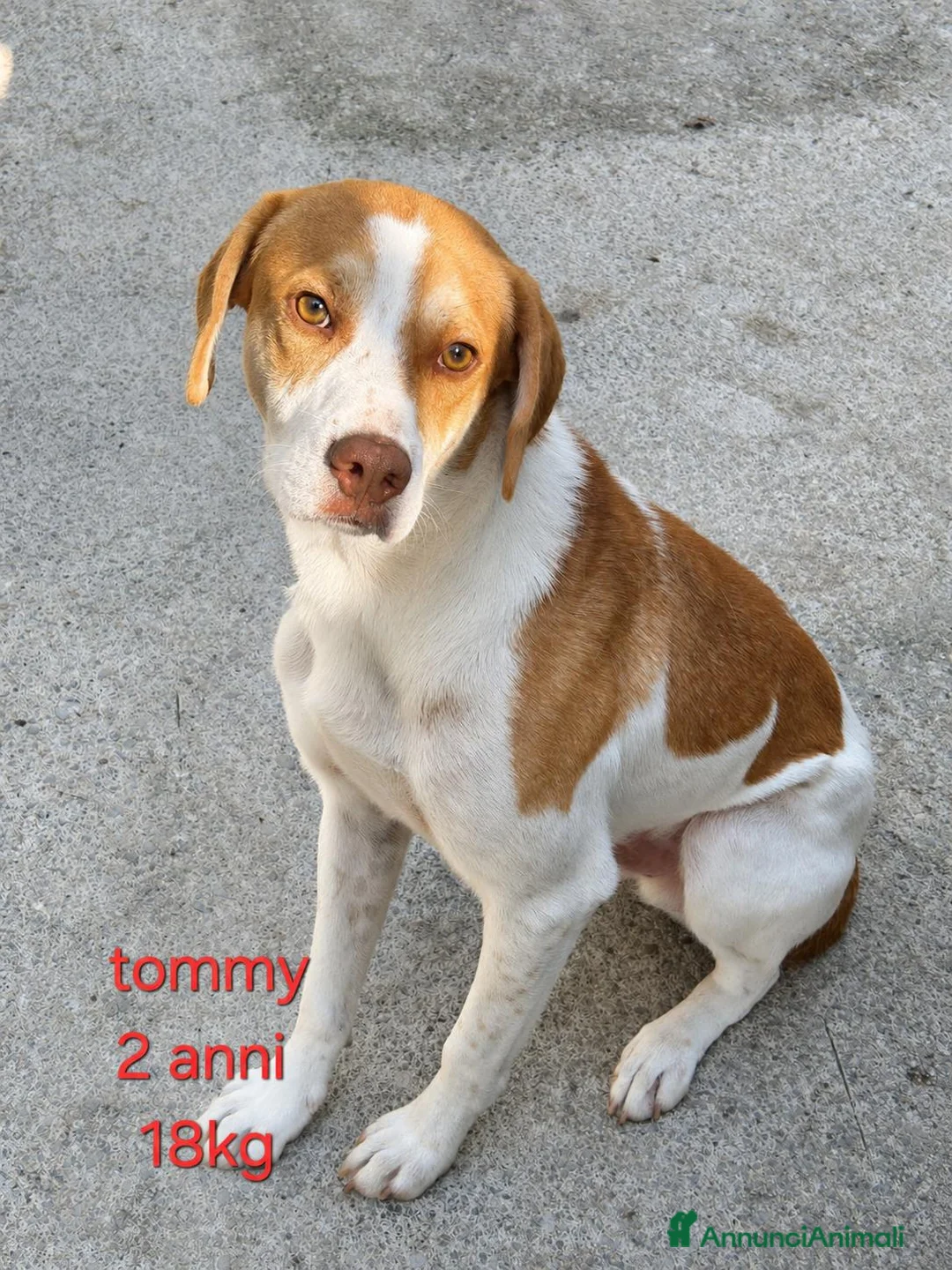 Meticcio cani in regalo: Cagnolini di taglia media  - Annuncio 1