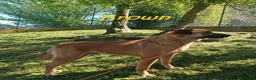 Meticcio cani in regalo: BROWN un bel timidino - Annuncio 2